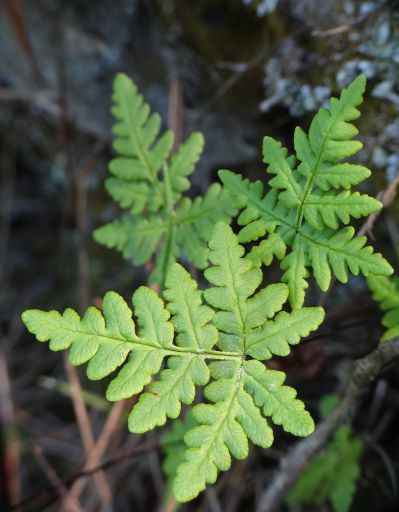 Pentagramma triangularis